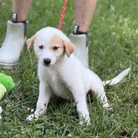 ASTRID  LOWER FEE!  IN PA! - Photo 1