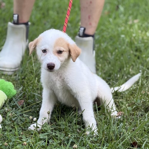 ASTRID  LOWER FEE!  IN PA! - Great Pyrenees / Labrador Retriever available for adoption