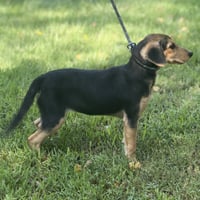 LUNA - Photo 3