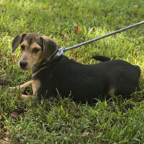 LUNA - Beagle available for adoption