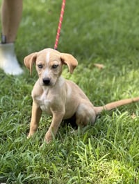 GRACIE - Photo 1