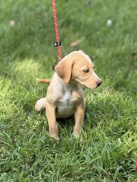 GRACIE - Photo 4