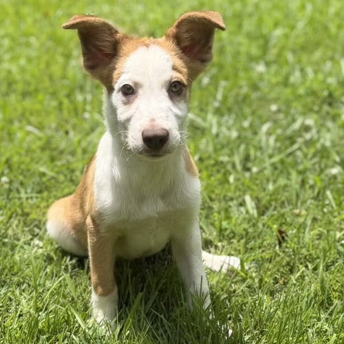 LIAM - Australian Shepherd / Labrador Retriever available for adoption