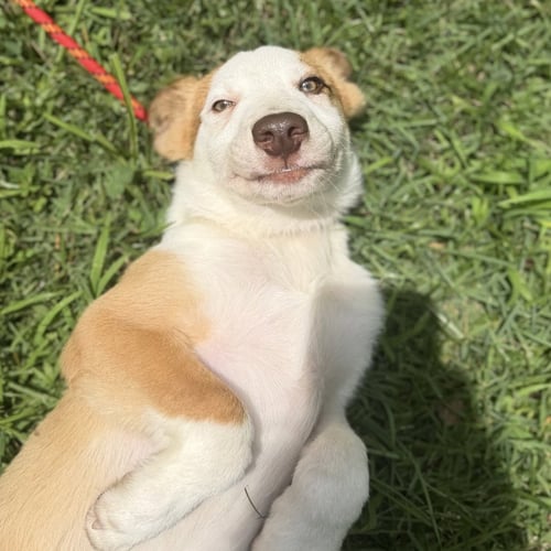 LIAM - Australian Shepherd / Labrador Retriever available for adoption