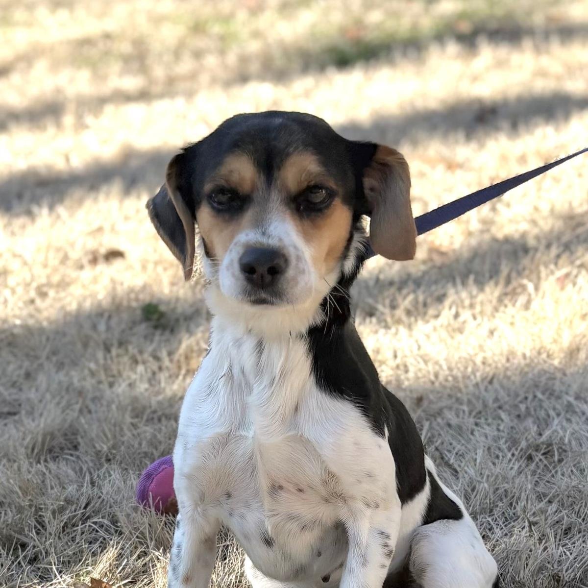 CANDICE - Beagle / Rat Terrier available for adoption