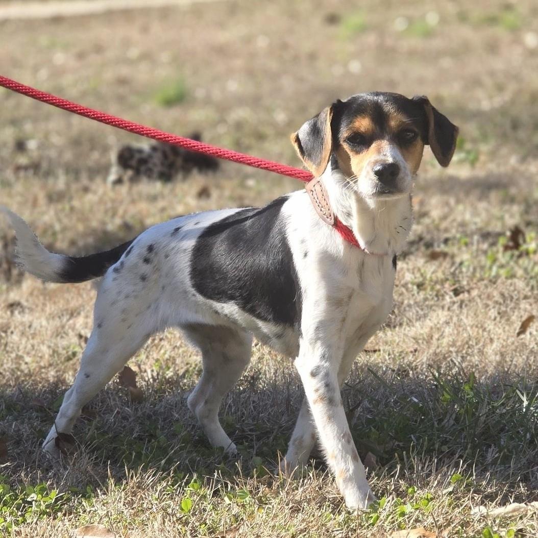 CANDICE - Beagle / Rat Terrier available for adoption