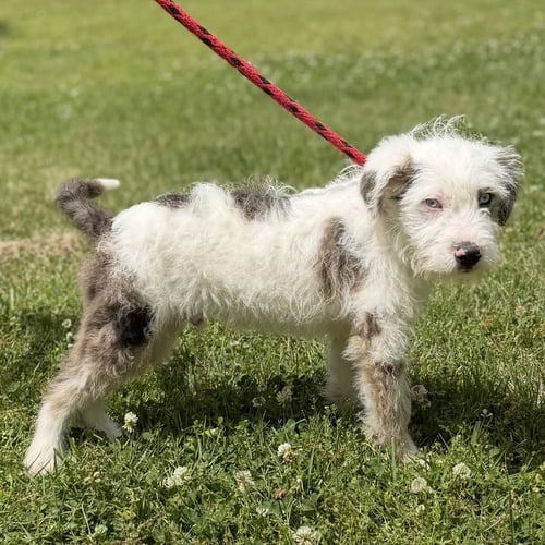 ROYCE - Poodle (unknown type) / Wheaten Terrier available for adoption