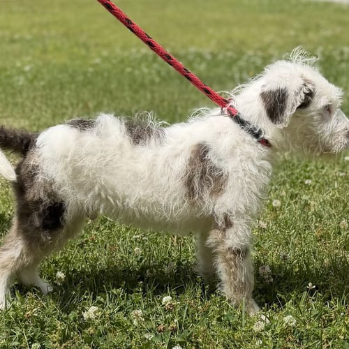 ROYCE - Poodle (unknown type) / Wheaten Terrier available for adoption