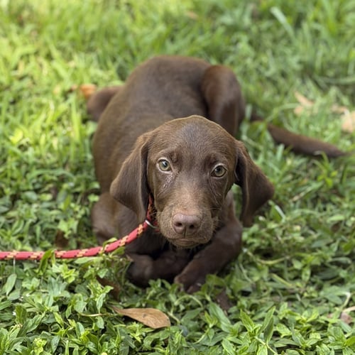LATTE - Chocolate Labrador Retriever available for adoption