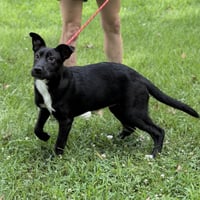 Tater - Photo 2
