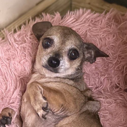 DORIAN  (LOWER FEE) - Chihuahua available for adoption