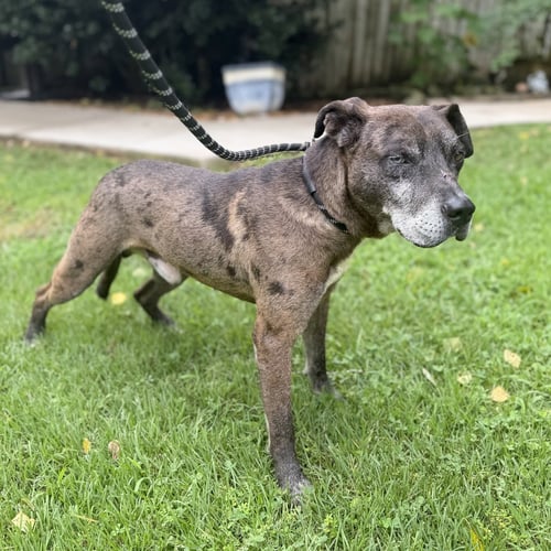 JONES - Catahoula Leopard Dog available for adoption