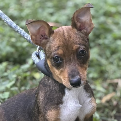 NAOMI - Chihuahua available for adoption