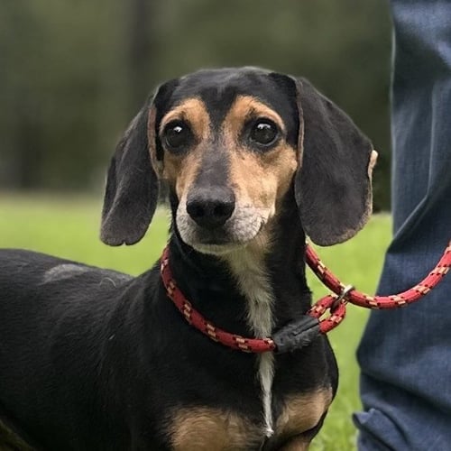 HOMER AND MARGE - Beagle / Dachshund available for adoption