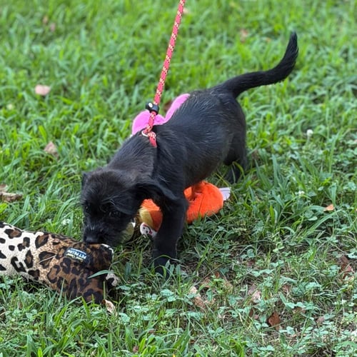 ZAMBO - Labrador Retriever / Cocker Spaniel available for adoption