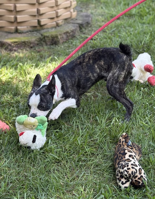POSEIDON - Boston Terrier available for adoption