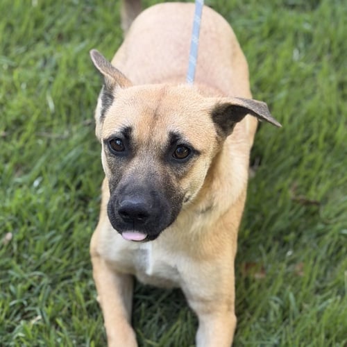TOCCOA - Shepherd available for adoption