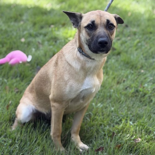 TOCCOA - Shepherd available for adoption