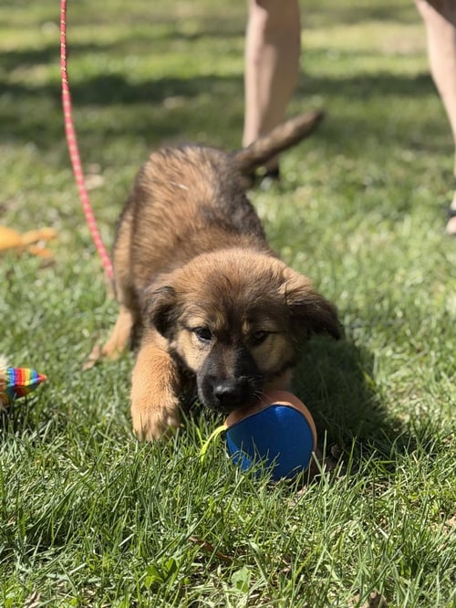 PADDY - Shepherd available for adoption