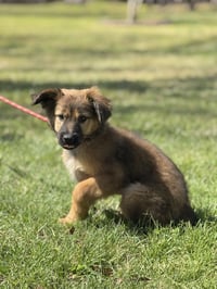 PADDY - Photo 3