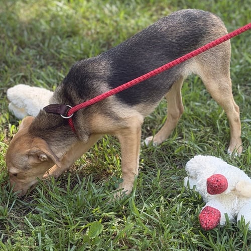 TEENY - Terrier / Chihuahua available for adoption
