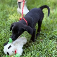 Linus - Photo 3