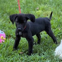 Linus - Photo 4