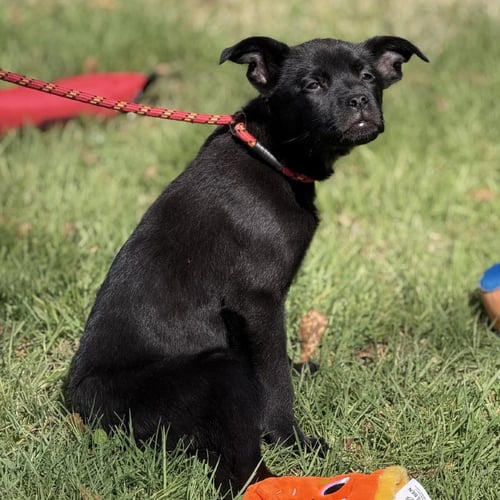 CLOVER - Shepherd available for adoption