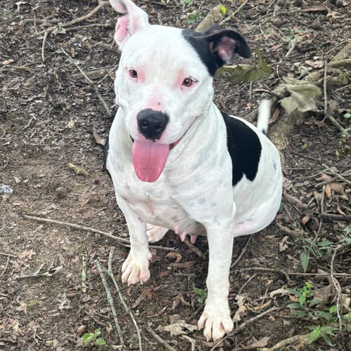 BONITA HOPE - Terrier available for adoption