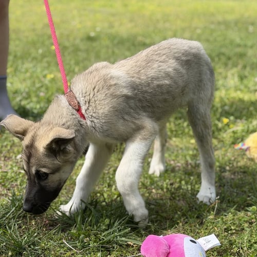 AMIAS - Great Pyrenees / German Shepherd Dog available for adoption