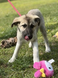 AMIAS - Photo 4
