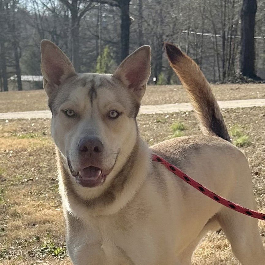 DUSTY - Husky available for adoption