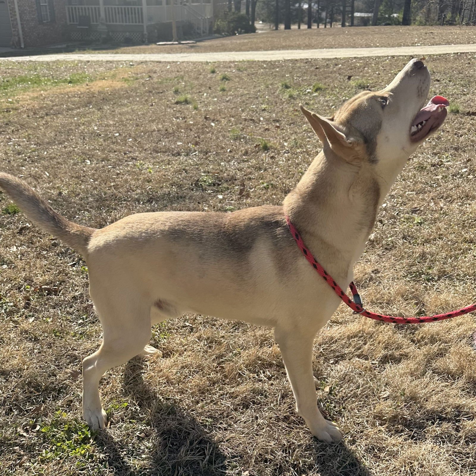 DUSTY - Husky available for adoption