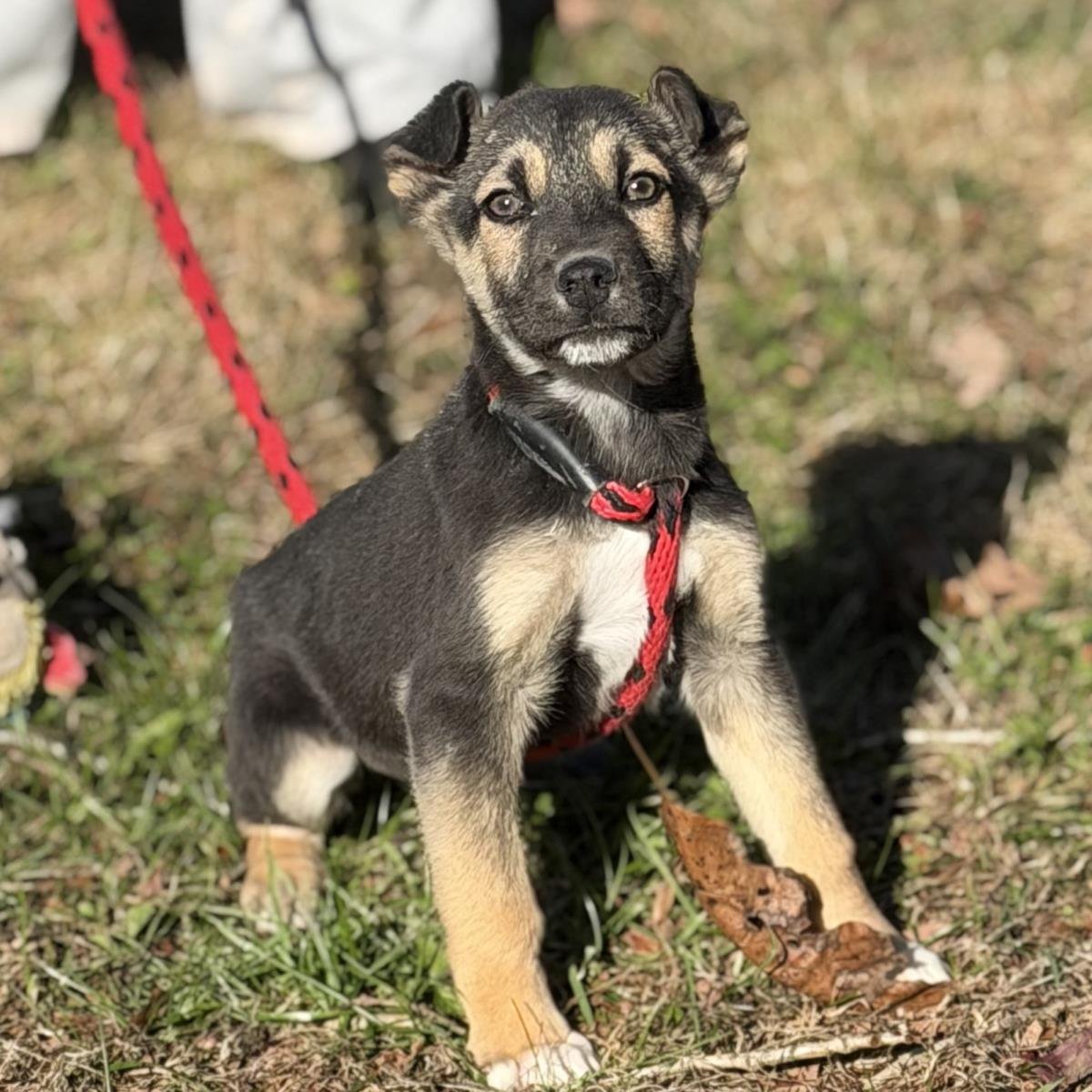 BLAIR - Shepherd available for adoption