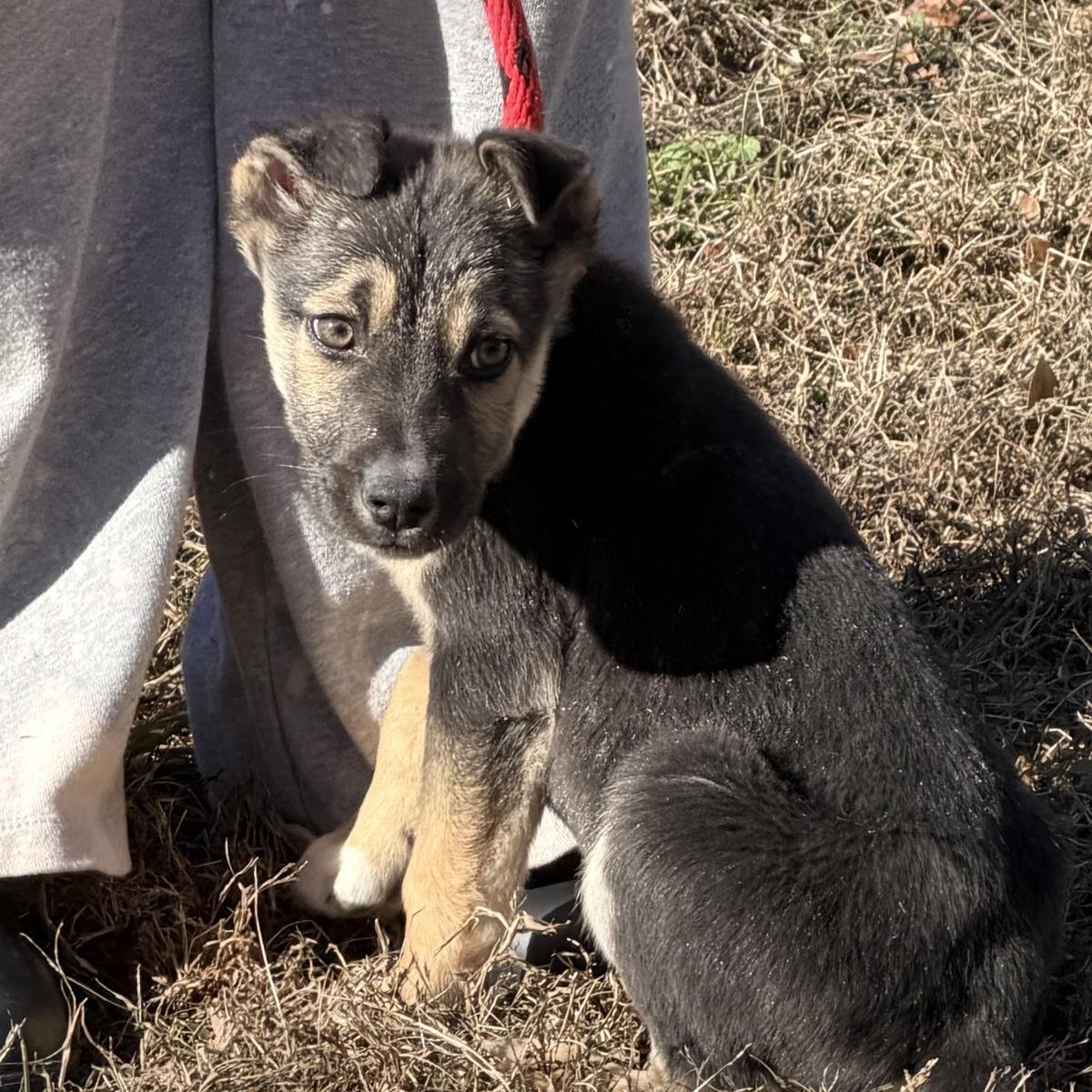 BLAIR - Shepherd available for adoption