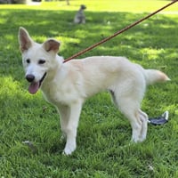 Indi - Photo 2