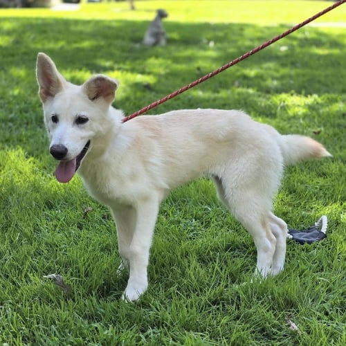 INDI - Shepherd available for adoption