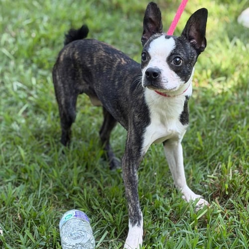 POSEIDON - Boston Terrier available for adoption