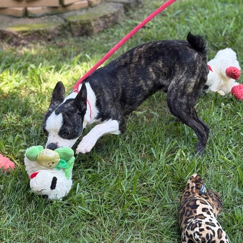 POSEIDON - Boston Terrier available for adoption