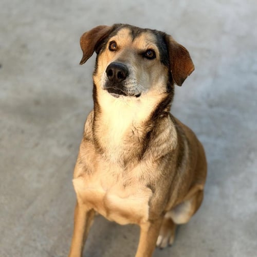 MOODONNA LOWER FEE! - Shepherd / Husky available for adoption