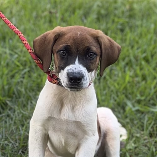 GRAVY - Beagle available for adoption