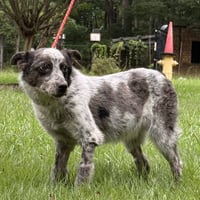 PEPPER - Photo 3