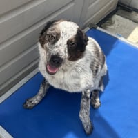 PEPPER - Photo 4