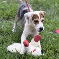 BISCUIT - Photo 3