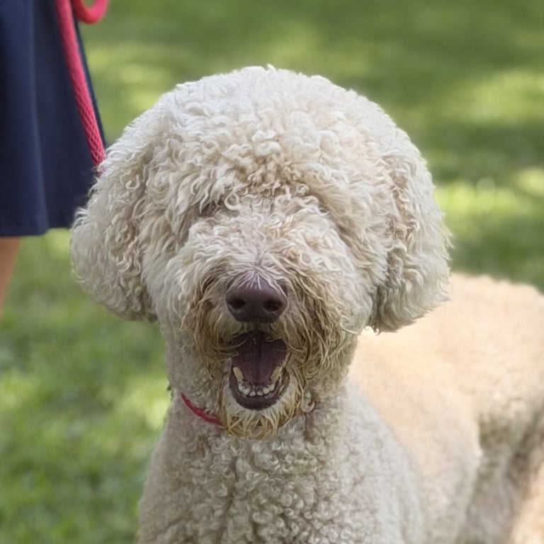 FINNEY Image