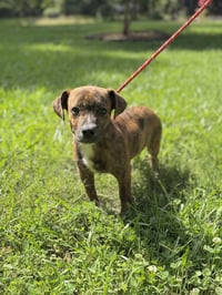 PRICILLA - Photo 1