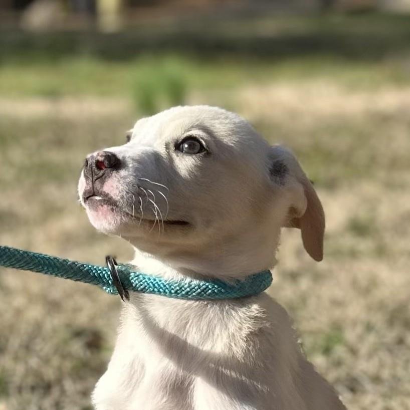 PEARL - Labrador Retriever available for adoption