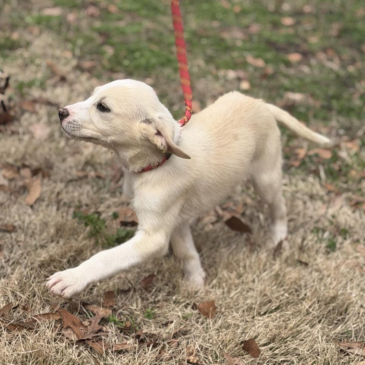 PEARL - Labrador Retriever available for adoption