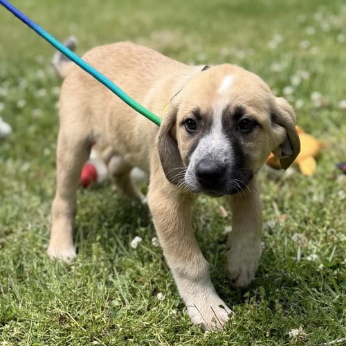 ROCKET - Labrador Retriever / Hound available for adoption