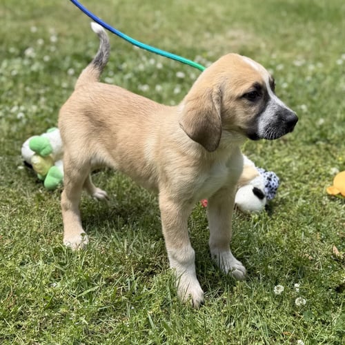 ROCKET - Labrador Retriever / Hound available for adoption